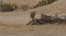 Coyote