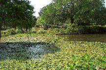 gardens