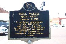 Boll Weevil
