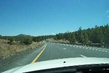 Pine trees in the higher elevations
