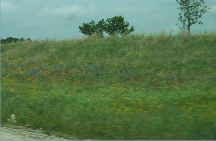 wildflowers