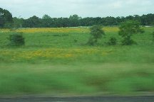wildflowers