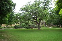 The Alamo
