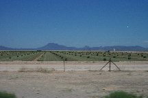 Alfalfa