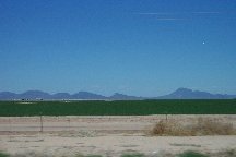 Alfalfa