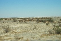 desert